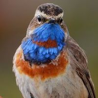 original sound - Birds in Norway knut fugl