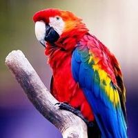 martin_4576gg