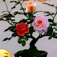 mary._.naranjo
