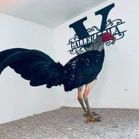 lila.gallero.batista