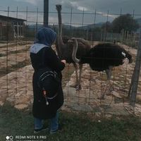 fatimemehmed236