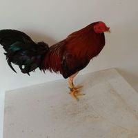 gallerobebee