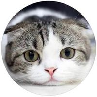 オリジナル楽曲 - アレクサぬこ