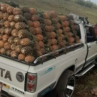estuardozacarias23