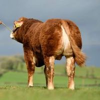 declanmiley5