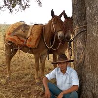 guilherme.henriqu3798