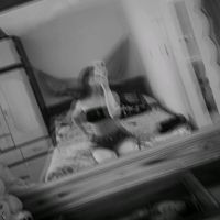 dayannajessibelbr4