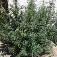 omargianellillanc