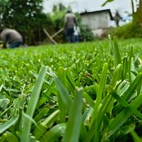 ventadegramanaturalsana1