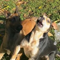 pandoraandpipoca