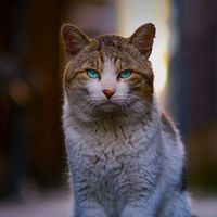 suara asli - kumpulan story