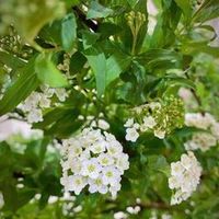 original sound - bosba1226