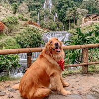 stormygoldenretriever