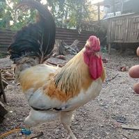 reddianebanada