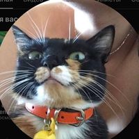 bigcatstoryy