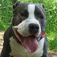 hemisxlbullies
