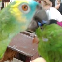 pepe_67880