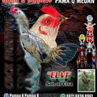 suara asli - Aa bulbi mdn