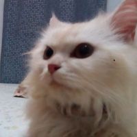 original sound - kittykatkat