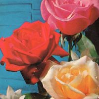 Ginger bread man nightcore