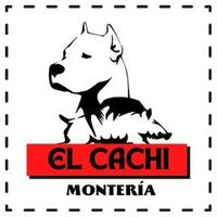 cachi4933