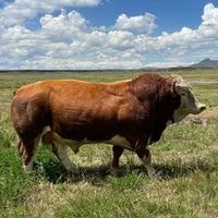 ganaderia_hnos_luque