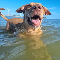 original sound - paulowalter365