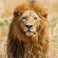 original sound - boucliers35