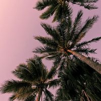 Diet Pepsi x West Coast