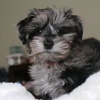 poppy.the.schnauzer