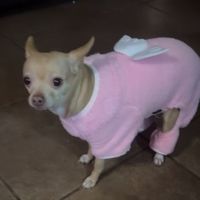 chihuahuagordis