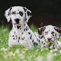 morgana_thedalmatian