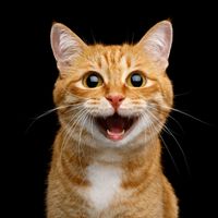 el_gatito_informador