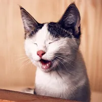 original sound - cat_manta2