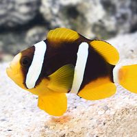 aquanemo.az