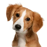 original sound - lovepetsusa