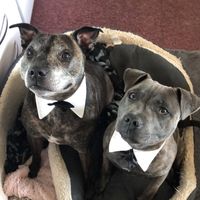 thebluebrindleboys