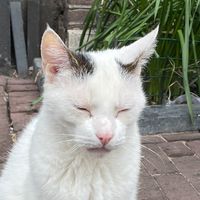 alkuperäinen ääni