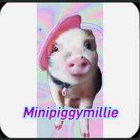 minipiggymillie