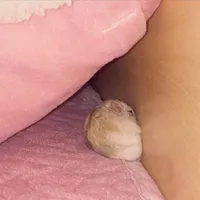 original sound - latocino