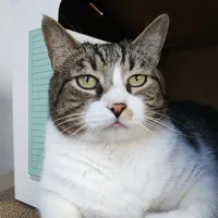 original sound - familiagatunacr