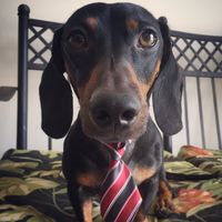 fermin_elperro_salchicha