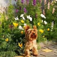 оригінальний аудіозапис