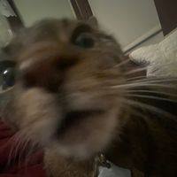 lunawolfvids