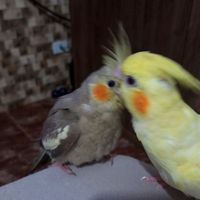 solecarameloamendoim