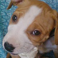 πρωτότυπος ήχος