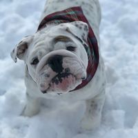 eggnogthebulldog