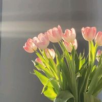 suara asli - Wp:Chaa_19🦋