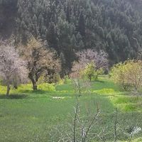 khanamroez