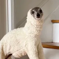 original sound - cxncrozz